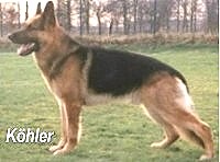 Ben vom Naddorfskamp 