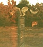 1973 Nicky an der Steilwand.